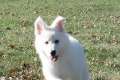 Hermoso cachorros pastor alemán blanco ya está disponible