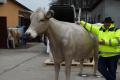 Holstein Friesian Deko Kuh lebensgroß 3D der neuen 