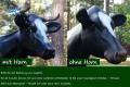 Holstein - Friesian Deko Kuh lebensgroß mit oder ohne Horn kaufen