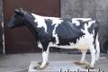 Holstein - Friesian Deko Kuh lebensgroß mit oder 