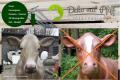 Holstein - Friesian Kuh lebensgroß kaufen Hauspreis 