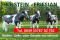 Holstein-Friesian Kuh lebensgroß … Weltweiter Speditionsversand