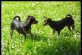 Hübsche Zwergpinscher - Chihuahua Welpen suchen neue Spielwiese