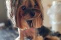 Hundefriseur in Berlin - für Katzen und Hunde