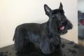 Hundefriseur in Berlin - für Katzen und Hunde