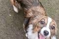 Hundegirl sucht liebe Menschen