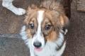 Hundegirl sucht liebe Menschen