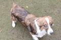 Hundegirl sucht liebe Menschen