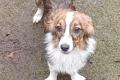 Hundegirl sucht liebe Menschen