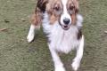 Hundegirl sucht liebe Menschen