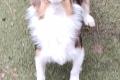 Hundegirl sucht liebe Menschen