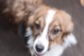 Hundegirl sucht liebe Menschen