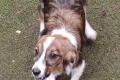Hundegirl sucht liebe Menschen