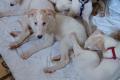 Hundekinder suchen eigenes liebes Zuhause