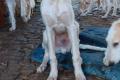 Hundekinder suchen eigenes liebes Zuhause