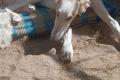 Hundekinder suchen eigenes liebes Zuhause