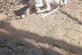 Hundekinder suchen eigenes liebes Zuhause