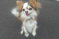 Chihuahua Deckrüde