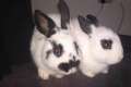 Ich verkaufe meine 2 Süßen Kaninchen Brüder