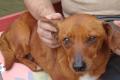 Ina, a.d.Tierschutz, kleine zarte Hündin sucht 