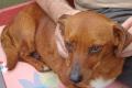 Ina, a.d.Tierschutz, kleine zarte Hündin sucht 