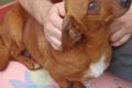 Ina, a.d.Tierschutz, kleine zarte Hündin sucht 