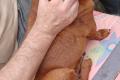 Ina, a.d.Tierschutz, kleine zarte Hündin sucht 
