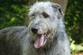 Irish Wolfhound Welpen - der sanfte Riese -  Wurfankündigung