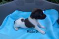 Jack Russell / Parson Russell Mix