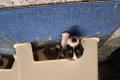 Jack Russell Terrier Welpen