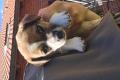 Jack Russell Terrier Welpen