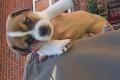 Jack Russell Terrier Welpen