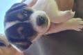 Jack Russell Terrier Welpen