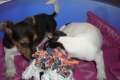 Jack Russell Terrier Welpen zur Abgabe frei