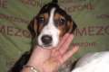 Jack Russell Terrier Welpen zur Abgabe frei