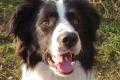 Jacko, liebenswert und gelehrig, sucht neues Zuhause