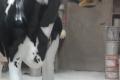 Jetzt gibt es die neue Holstein Friesian Deko Kuh lebensgross ...