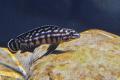 Julidochromis marlieri Schachbrett-Schlankcichlide zu verkaufen