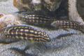 Julidochromis marlieri Schachbrett-Schlankcichlide zu