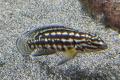 Julidochromis marlieri Schachbrett-Schlankcichlide zu