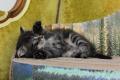 Junge Waldkatzen suchen ihr Zuhause fürs Leben