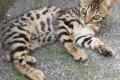 Junges reinrassiges Bengal Kitten weiblich zu 