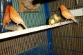 Kanarienvögel und Käfige