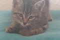 Katzenbaby sucht liebevolle Zuhause