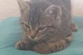 Katzenbaby sucht liebevolle Zuhause