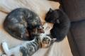 Katzenbabys 9.5 Wochen mit Impfung, Wurmkur und 