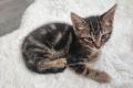 Katzenbabys/Kitten