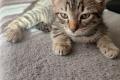 Katzenbabys/Kitten
