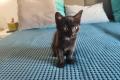 Katzenbabys/Kitten