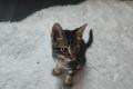 Katzenbabys/Kitten